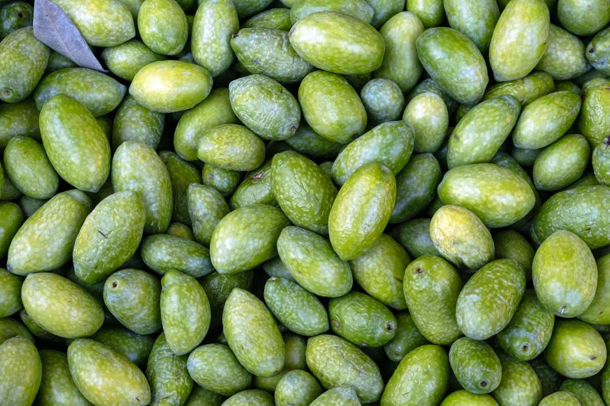 unripe olives are rich in oleocanthal