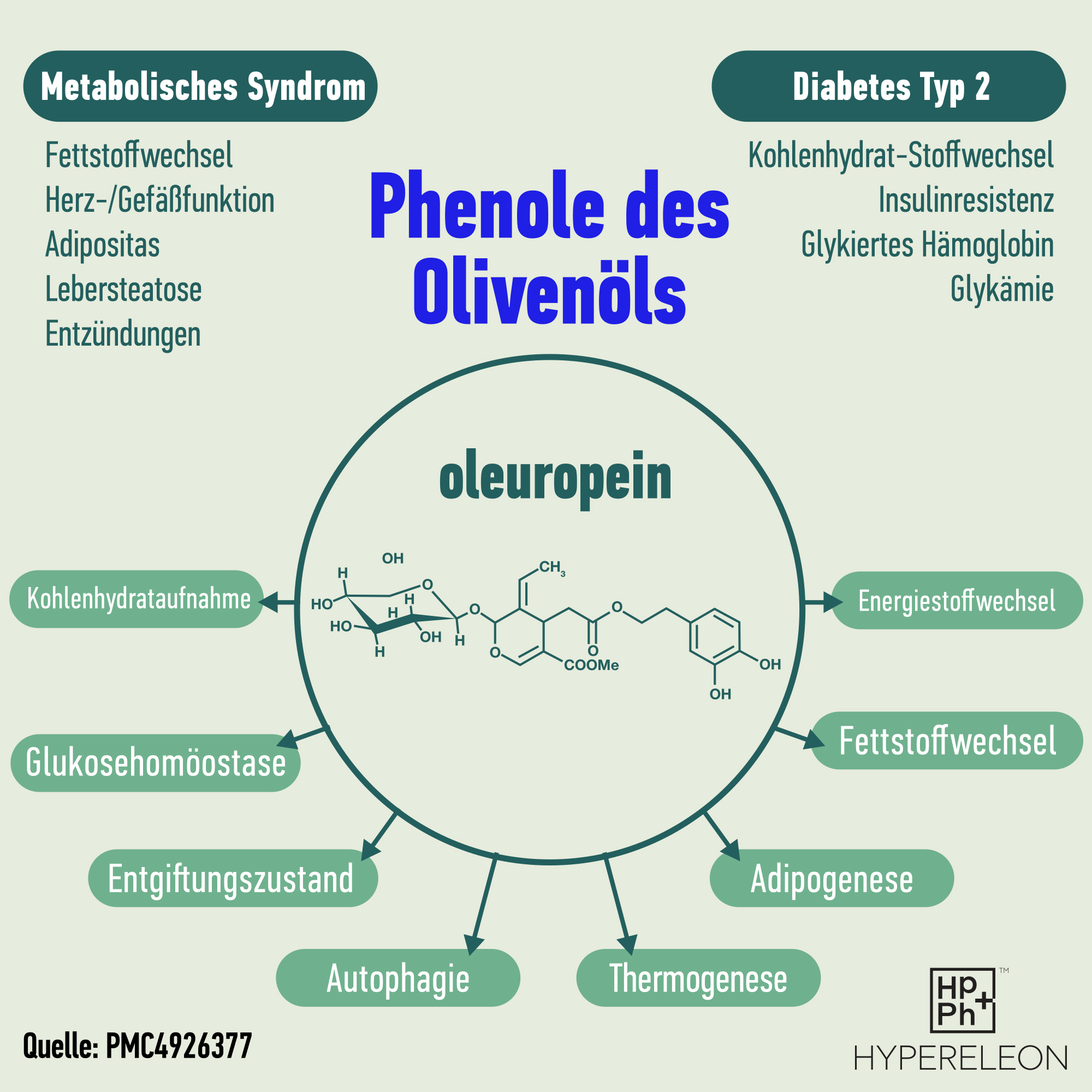 phenole des olivenöls