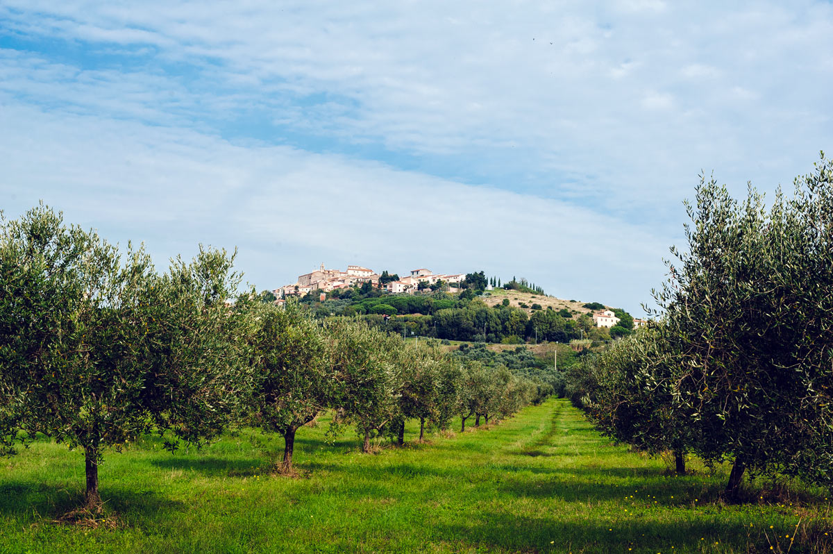 olive oil field
