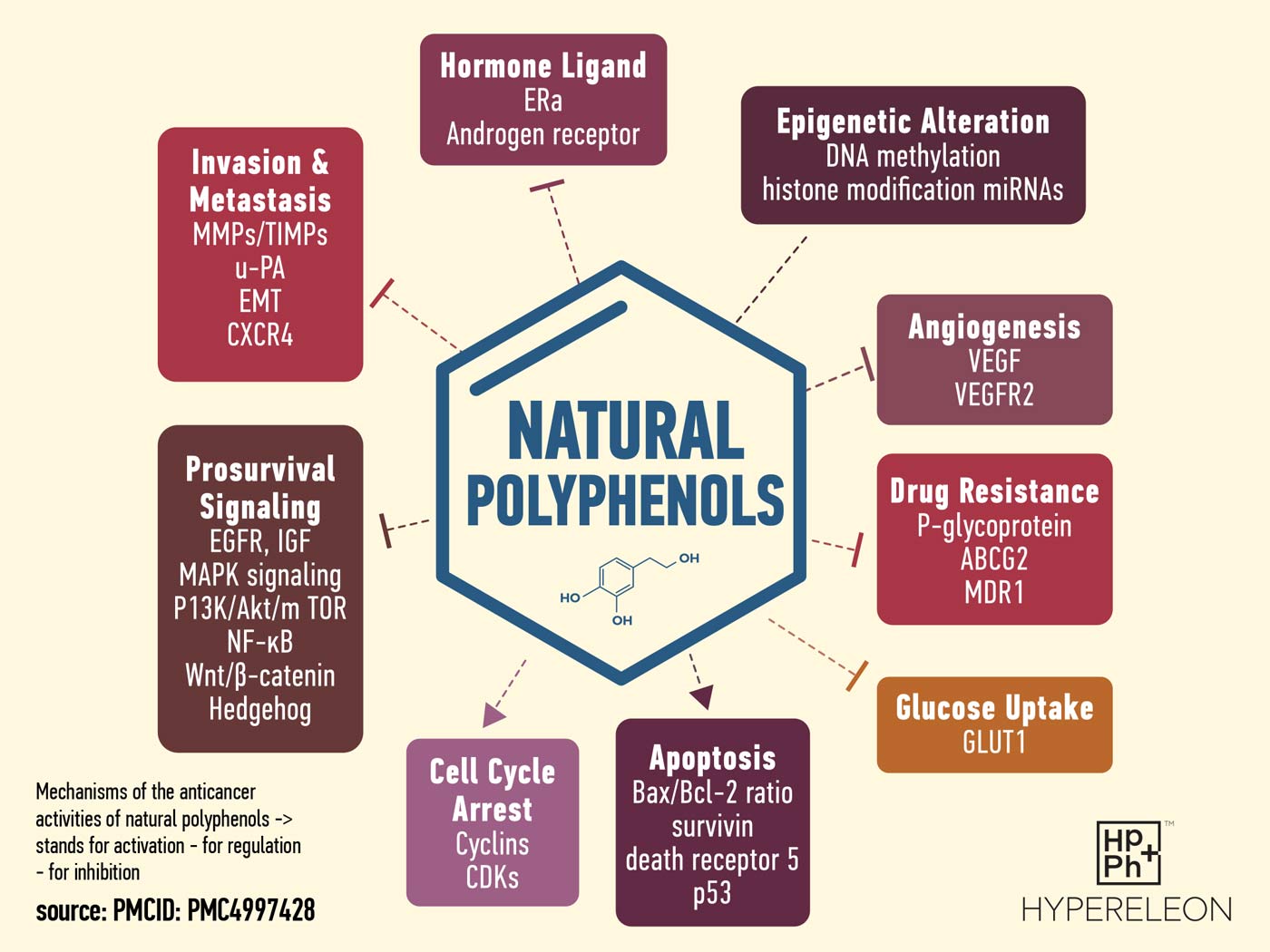 natural polyphenols anticancer activity