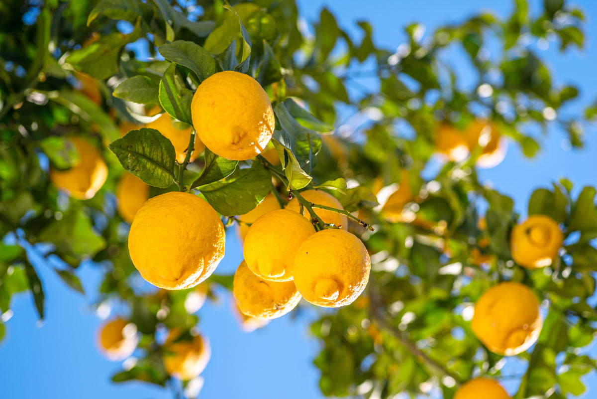 lemons on lemon tree