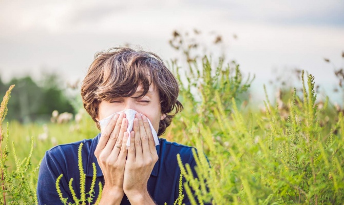 Natural Allergy Relief with High Phenolic Olive Oil