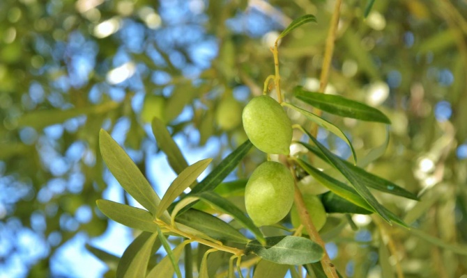 10 Top Health Benefits of High Phenolic Olive Oil